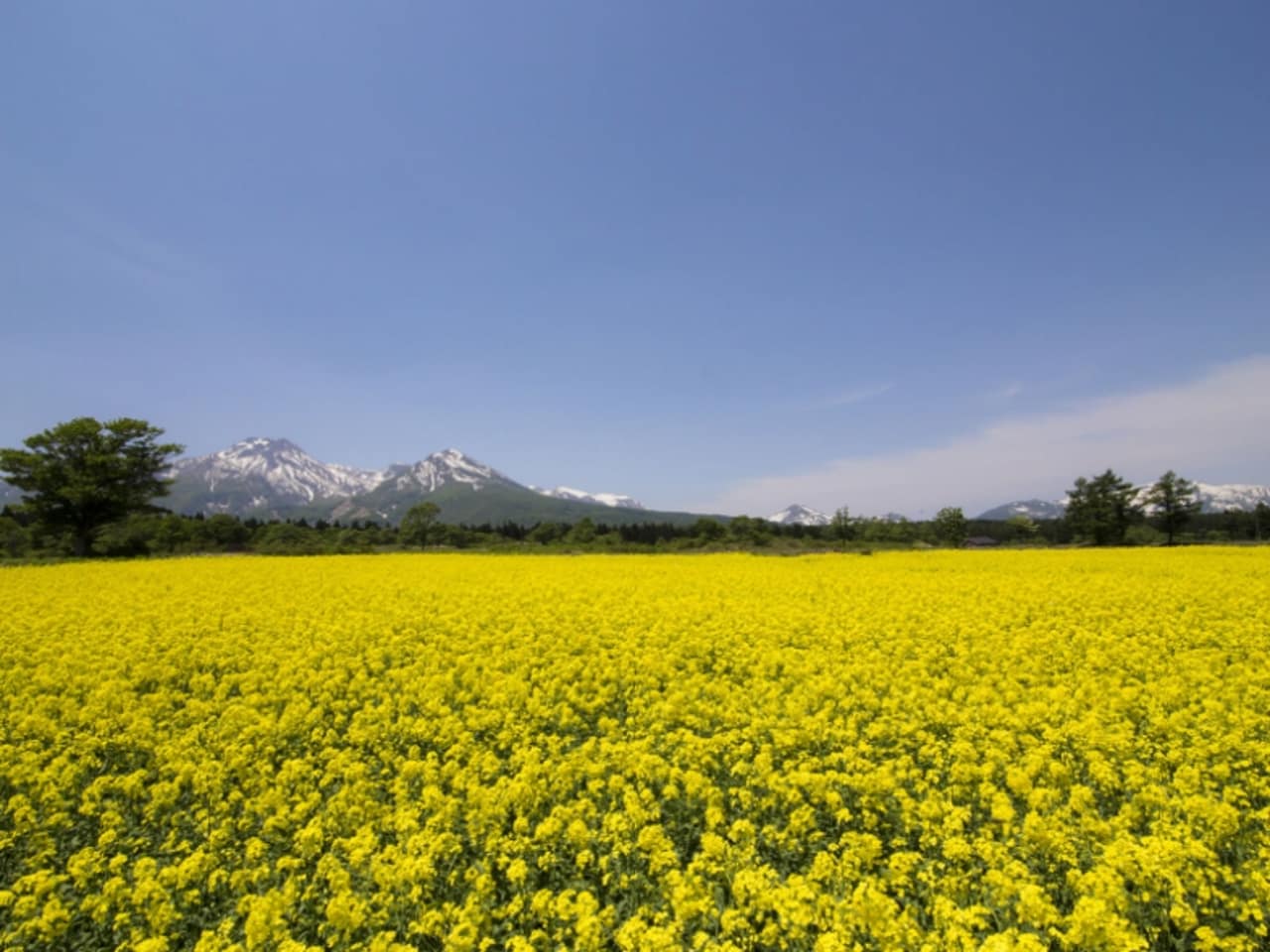 大洞原 四季の花畑