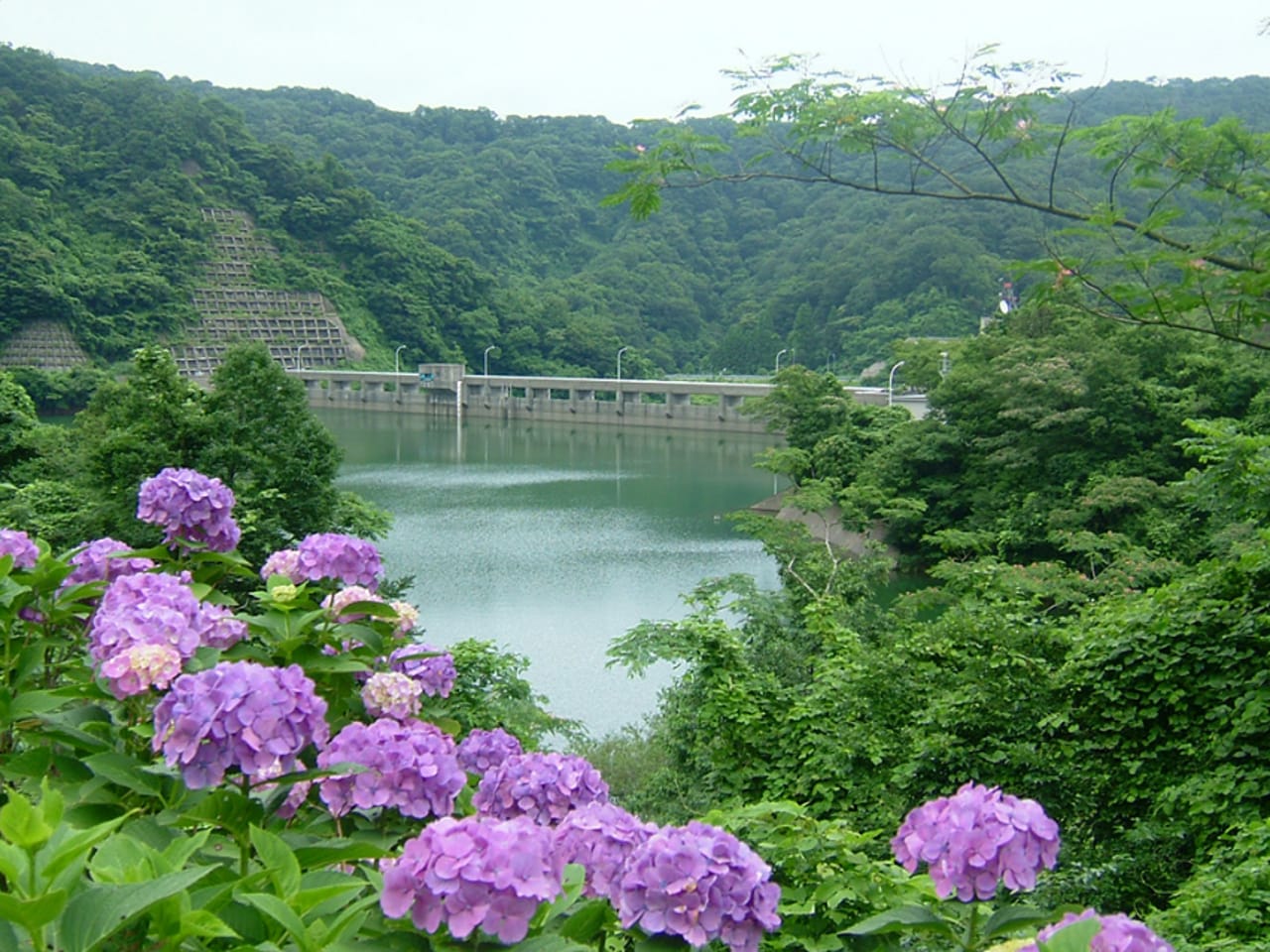 正善寺ダム　沿道あじさいロード