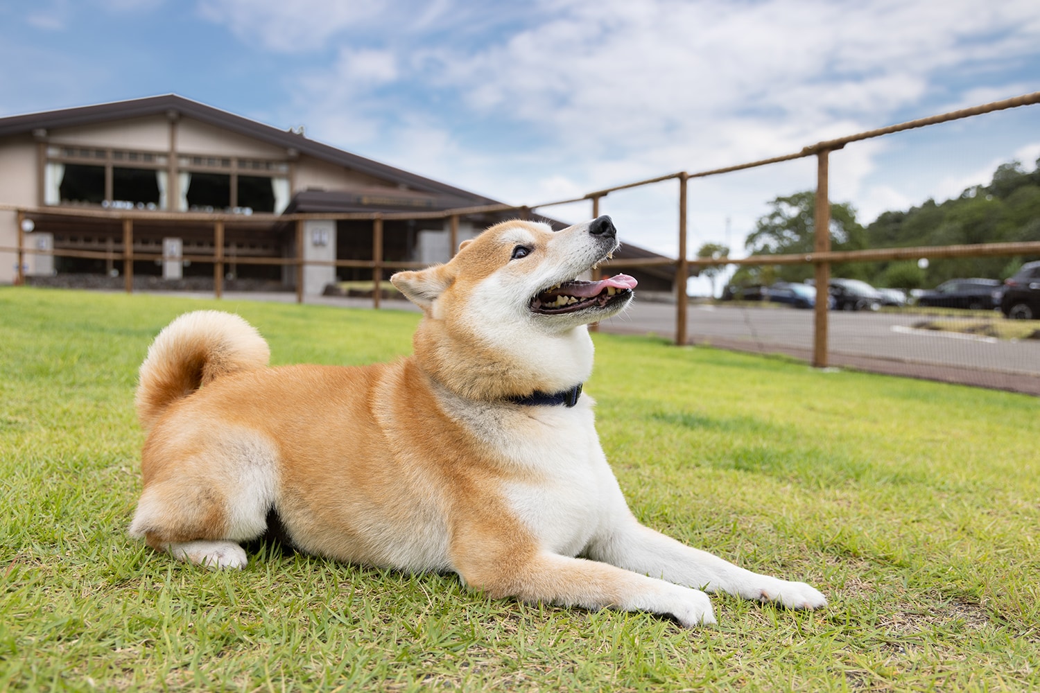 アパホテル ペット トップ 泊まりました